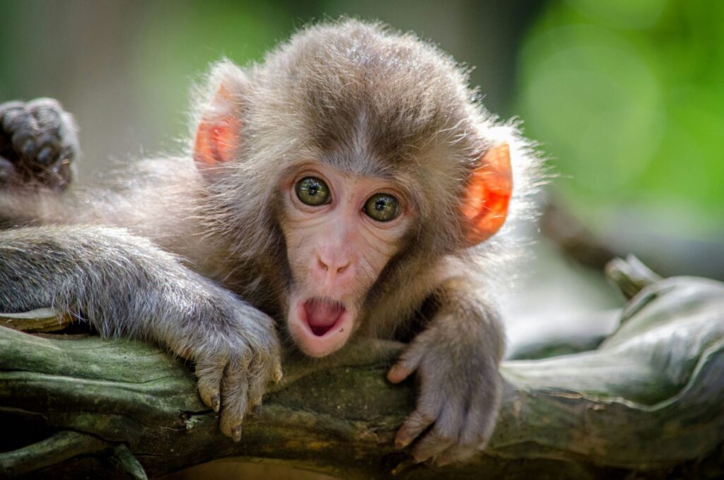 Baby monkey in a tree